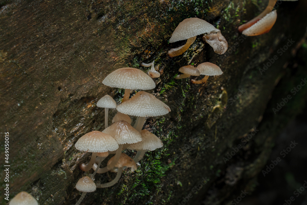 Fototapeta premium Mushrooms growing out from an old fallen log