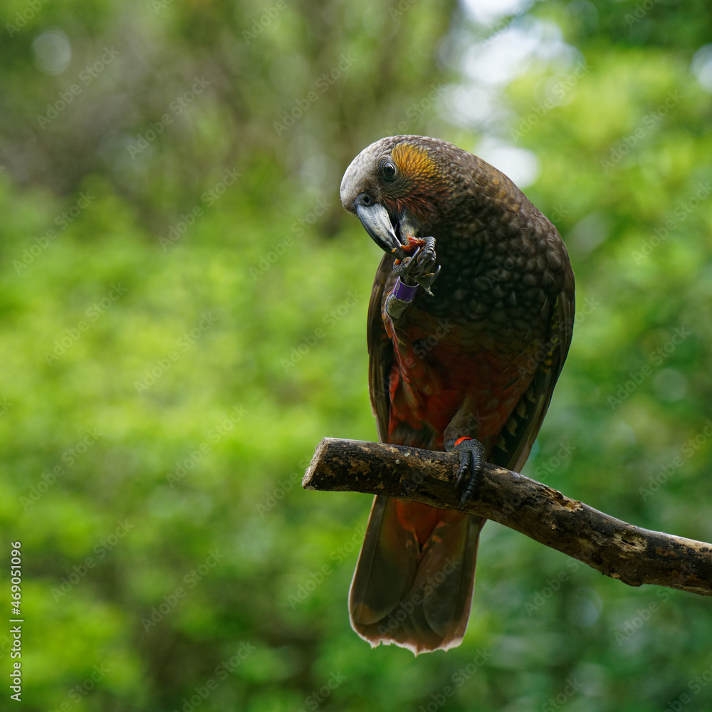 Obraz premium Kaka parrot, New Zealand native bird