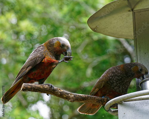 Kaka parrot, New Zealand native bird photo