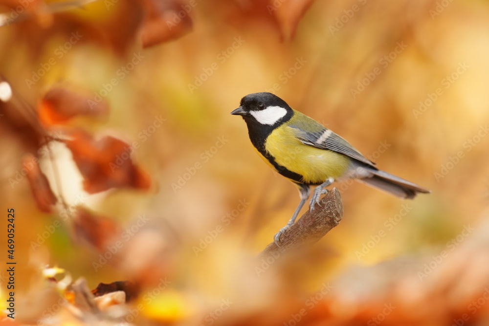 Naklejka premium artistic photo of great tit with blurred autumn background. Parus major. Song bird in the nature habitat.