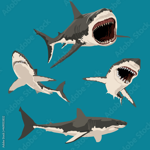 set of great white shark vector