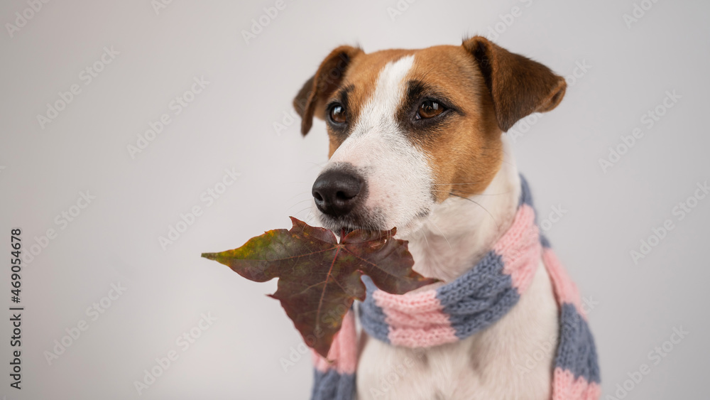 Dog Jack Russell Terrier wearing a knit scarf holding a maple leaf on a white background.