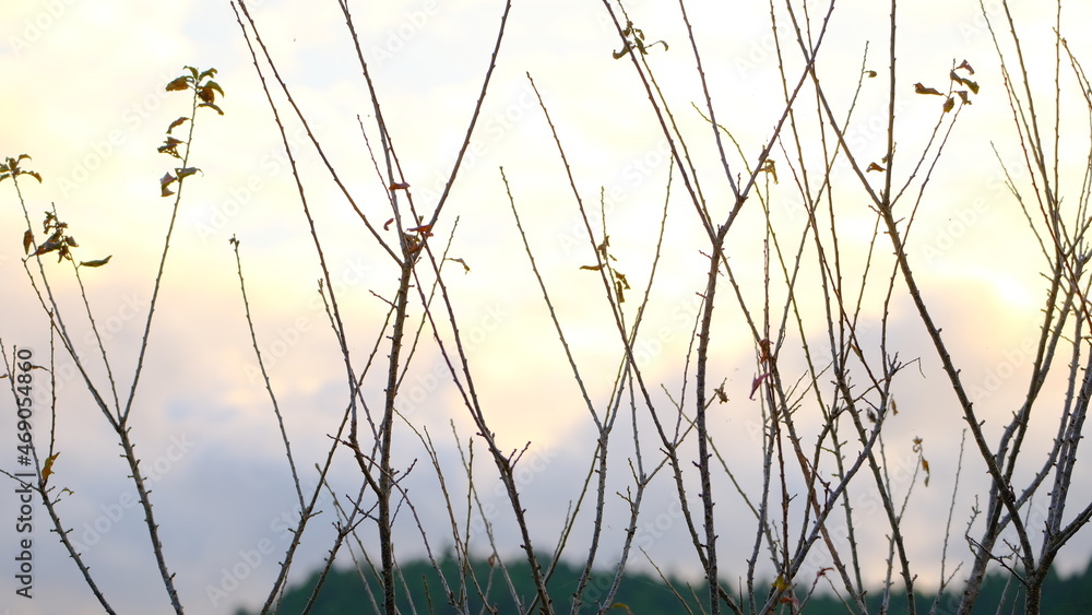 秋 秋