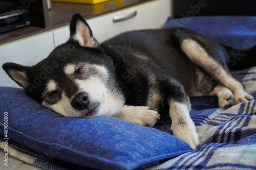 リビングのペット用ベッドで昼寝をする老犬の柴犬