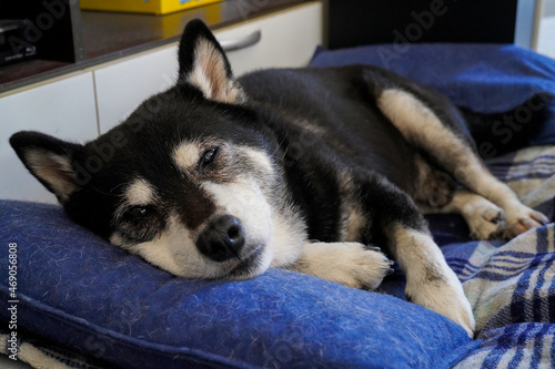 リビングのペット用ベッドで昼寝をする老犬の柴犬