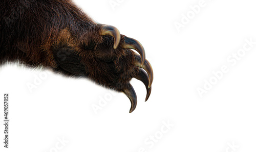 Photography brown bear paw isolated on white background