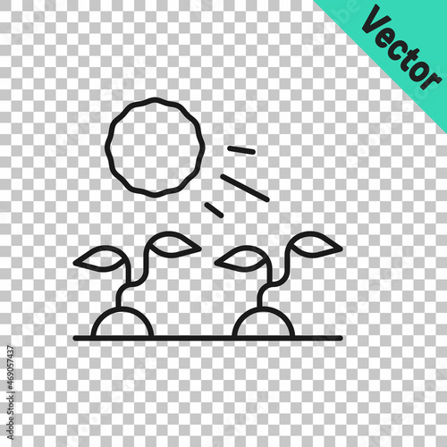 Black line Plant sprouts grow in the sun icon isolated on transparent background. Seedling concept. Vector