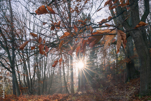 Sonnenlicht  durchdringt den Buchenwald im Herbst photo