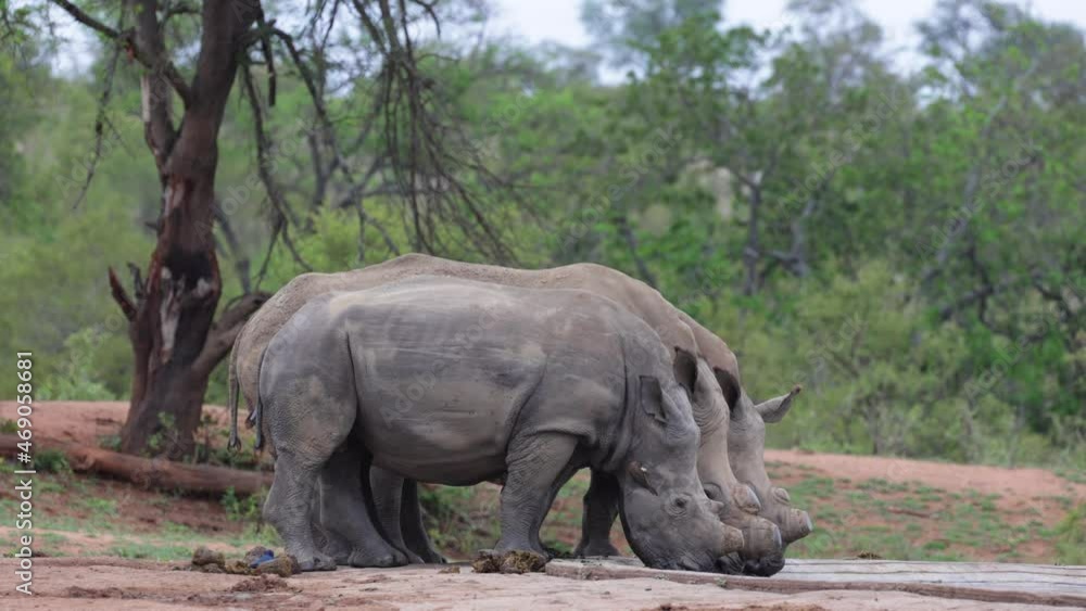 africa, african, alert, animal, big, bush, bushveld, close up, closeup, conservation, crash, dehorned, ears, endangered, endangered species, environment, herd, kruger, kruger national park, large, lis africa, african, alert, animal, big, bush, bushveld, close up, closeup, conservation, crash, dehorned, ears, endangered, endangered species, environment, herd, kruger, kruger national park, large, lis