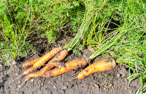 Harvested organic carrots drying on the land