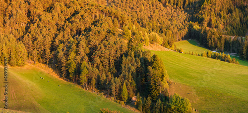 Forest and field during a bright sunset. Panoramic natural scenery for backgr...