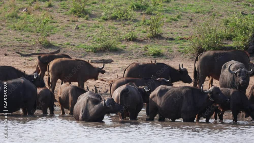 African buffaloes in a waterhole African buffaloes in a waterhole