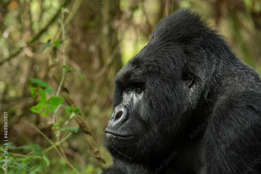 Mountain gorilla - Gorilla beringei, endangered popular large ape from African montane forests, Mgahinga Gorilla National park, Uganda. Mountain gorilla - Gorilla beringei, endangered popular large ape from African montane forests, Mgahinga Gorilla National park, Uganda.