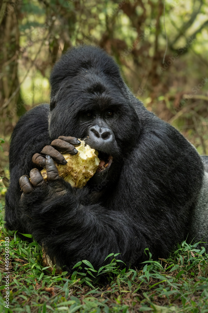 Mountain gorilla - Gorilla beringei, endangered popular large ape from African montane forests, Mgahinga Gorilla National park, Uganda. Mountain gorilla - Gorilla beringei, endangered popular large ape from African montane forests, Mgahinga Gorilla National park, Uganda.