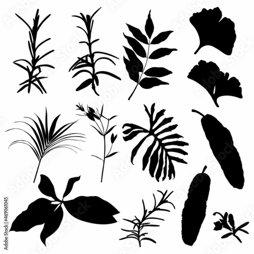 Illustration with collection of tropical extic leaves silhouettes isolated on white background. photo