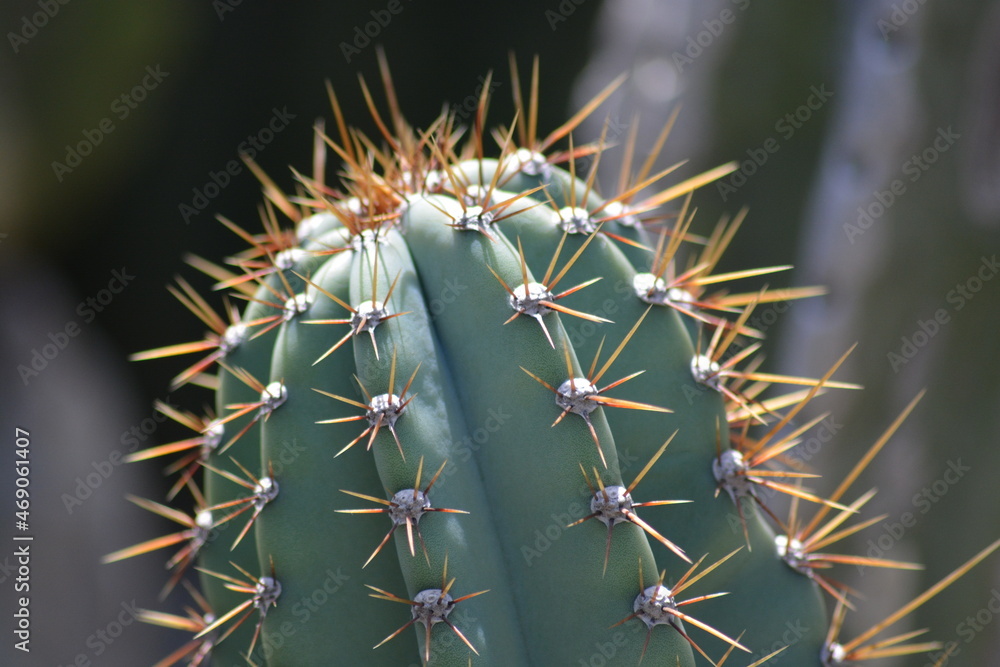 Queen of the night, Cereus repandus or Cereus peruvianus, the Peruvian apple cactus, is a large, erect, thorny columnar cactus found in South America. It is also known as giant club cactus, hedge cact Queen of the night, Cereus repandus or Cereus peruvianus, the Peruvian apple cactus, is a large, erect, thorny columnar cactus found in South America. It is also known as giant club cactus, hedge cact