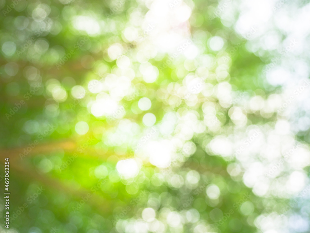 Abstract blurred green nature background with bokeh, natural sunlight, view from under the tree. Background of blurry green leaves bokeh out of focus from tree forest.