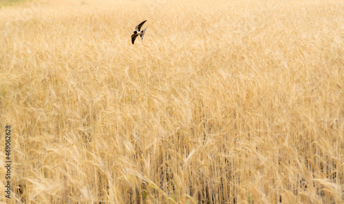 Swallow flying low and fast over a summer wheat field. Concept of freedom.