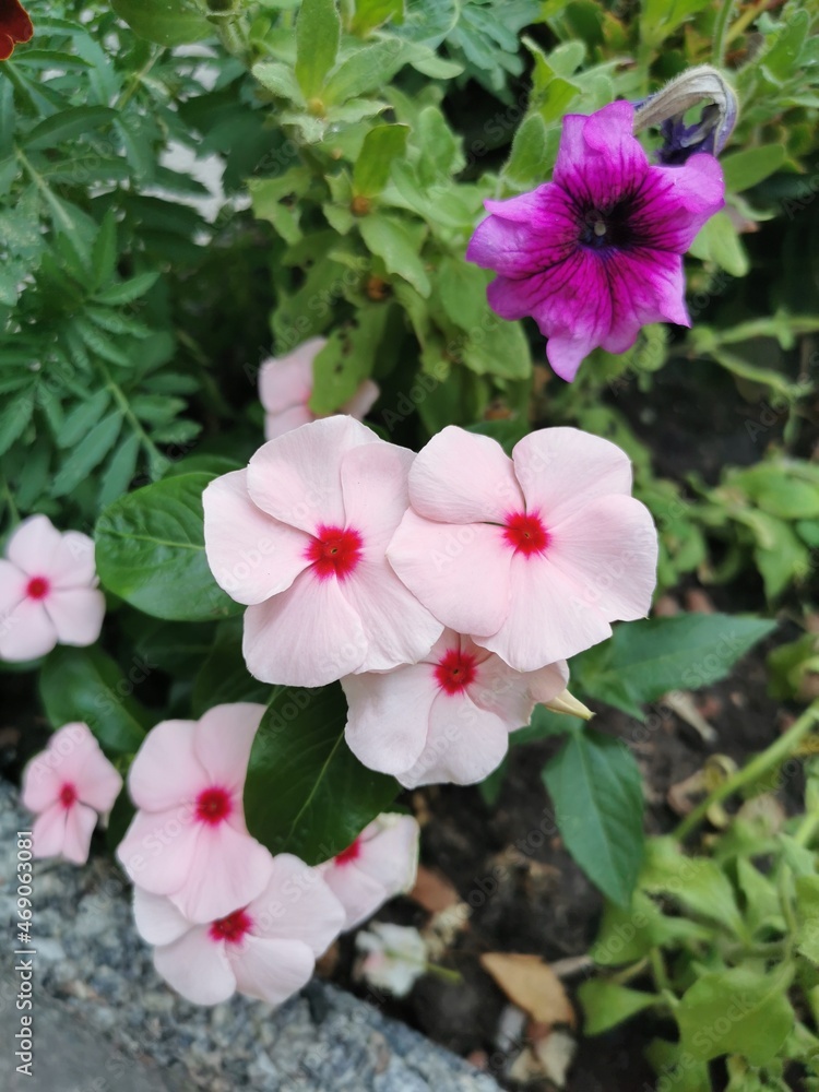 Naklejka premium pink flowers