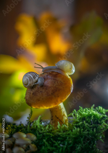 Snails sit on a mushroom in the autumn forest against a background of yellow leaves