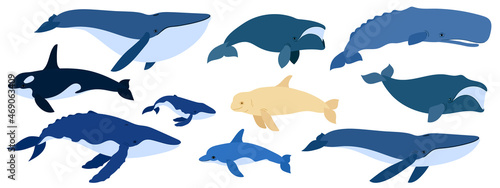 Cartoon set of whales. Beluga  killer whale  humpback whale  cachalot  blue whale  dolphin  bowhead  southern right whale  sperm hale. Underwater world  Marine life. Vector illustration of a whale.