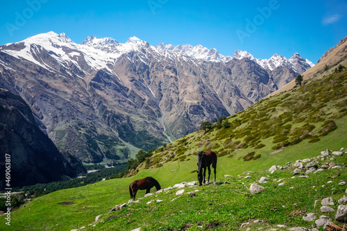Two horses graze in a meadow in the mountains