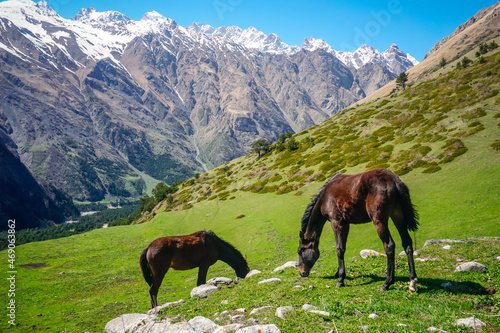 Two horses graze in a meadow in the mountains