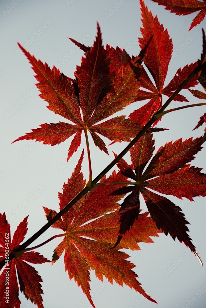 detail of japanese red maple leaves against the sky