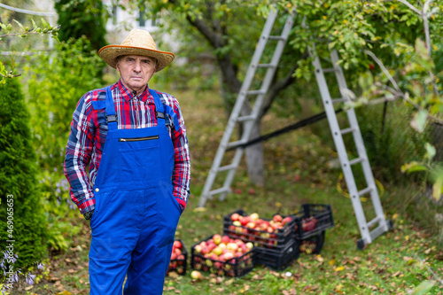 Aged farmer in a blue outfit and staw hat is standing in his orchard. Farmer is holding his hands in the pockets of overall and staring directly into the camera.
