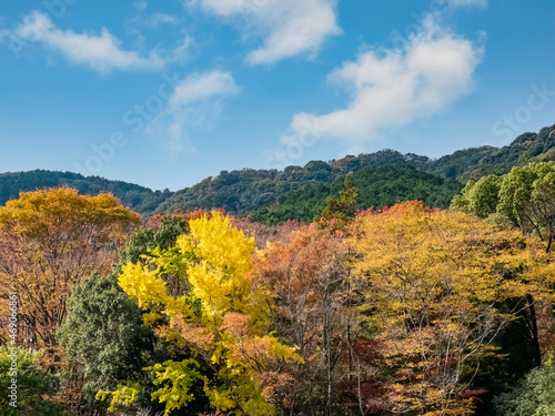 滋賀県大津市 皇子が丘公園の紅葉見物