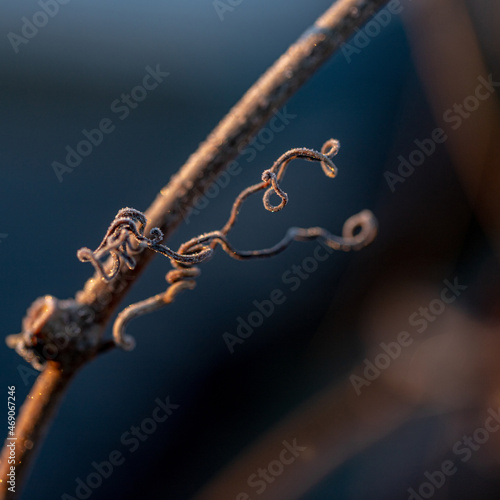 stem of wild grape plant covered with frost in cold Autumn morning sunrise light. Dark blue blurry background