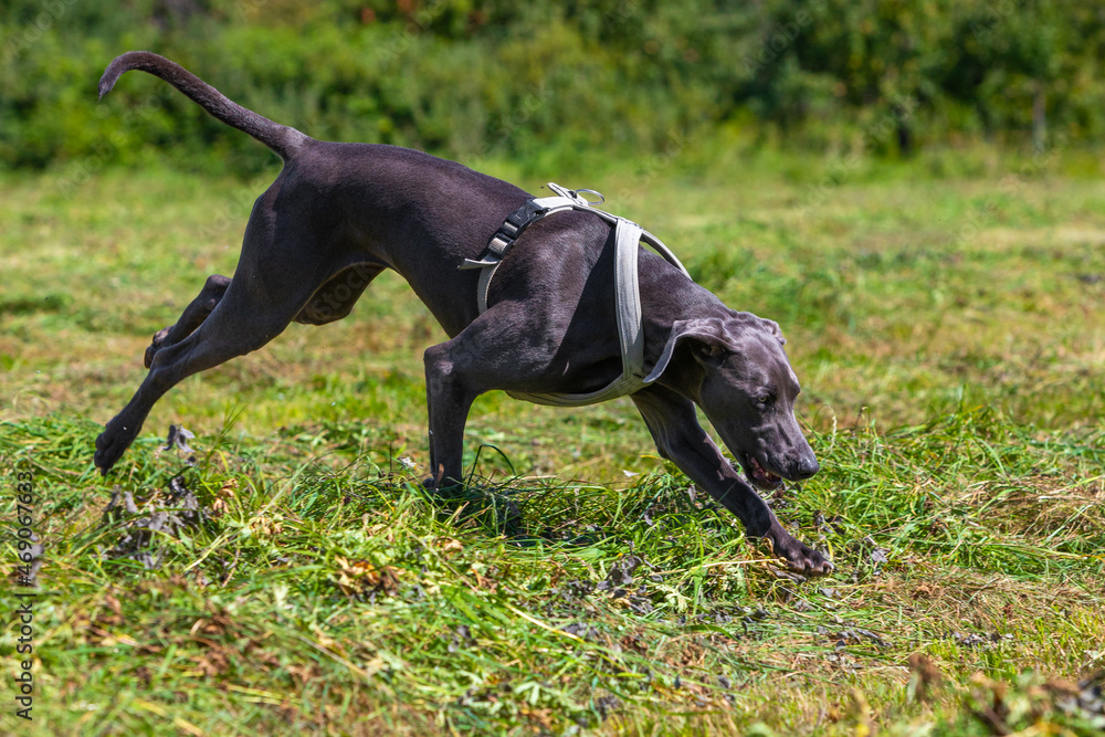weimaraner dog running and sniffing weimaraner dog running and sniffing