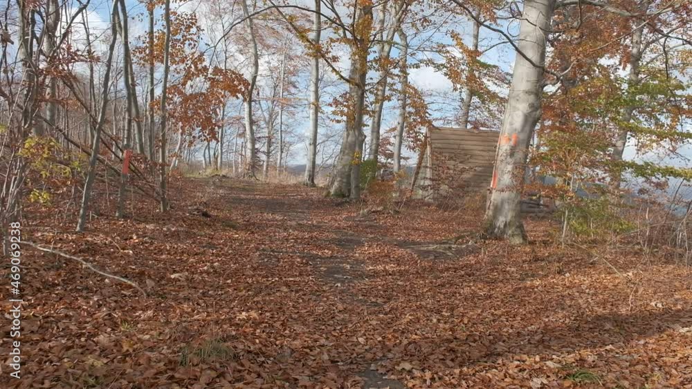 Forest with colourful autumn leaves and beautiful sunlight. POV shot on a gimbal.
