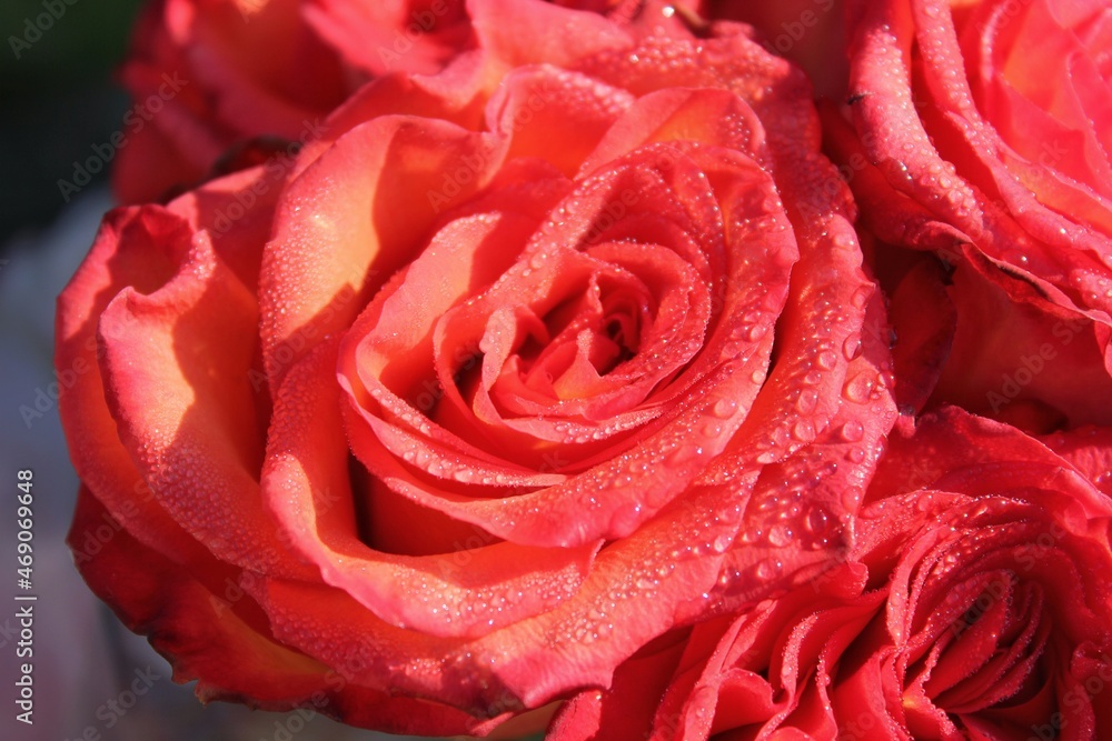 close up of a red rose close up of a red rose