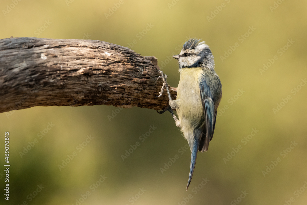 Naklejka premium herrerillo común posado en el borde de un tronco en postura simpática (Cyanistes caeruleus)