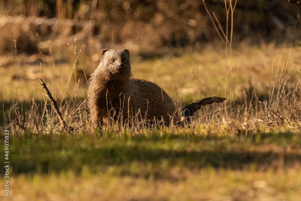 meloncillo mangosta euroasiática mirando de frente al fotógrafo
