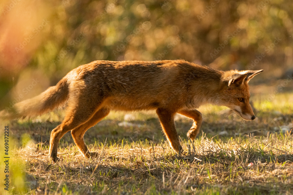 Fototapeta premium zorro común o zorro rojo olfateando una presa (Vulpes vulpes) Ronda Málaga Andalucía España