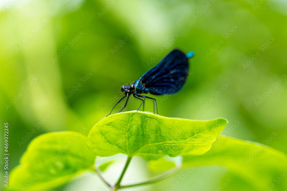 Close-up of a black dragonfly sitting on a leaf in the sunlight. Close-up of a black dragonfly sitting on a leaf in the sunlight.