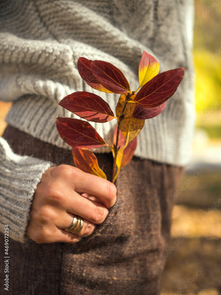 Twig with red leaves in a female hand against the background of the torso. Autumn mood. Selective focus.