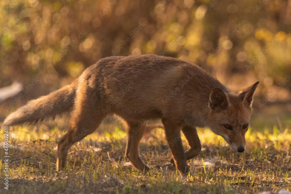 zorro común o zorro rojo camonando por el bosque dorado de otoño (Vulpes vulpes) zorro común o zorro rojo camonando por el bosque dorado de otoño (Vulpes vulpes)
