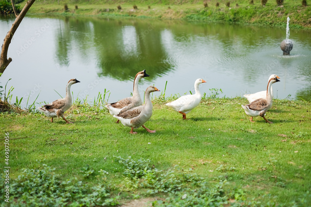 Obraz premium Group duck in the park