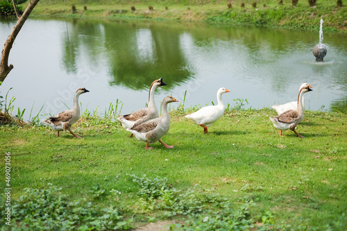 Fotografia Group duck in the park