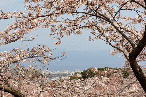 海沿いの街と桜