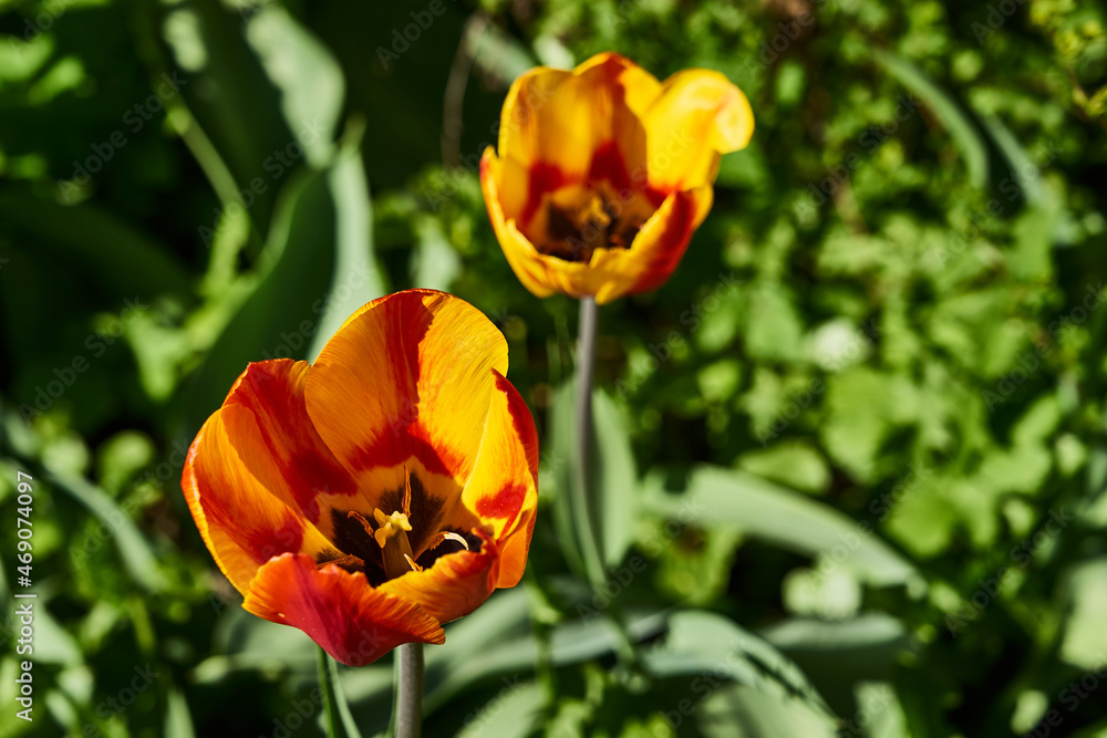Blooming beautiful spring tulips in sunny weather in the garden Blooming beautiful spring tulips in sunny weather in the garden