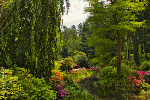 Rhododendronpark in Kromlau Rhododendron verschiedenen Farben und unterschiedlichen Sorten photo