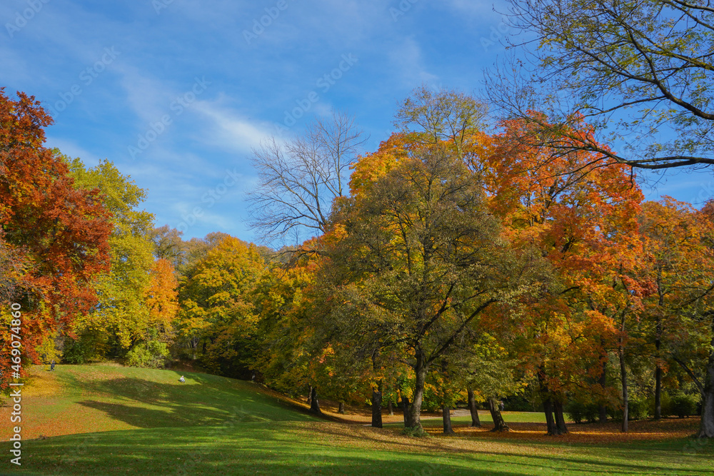 Colorful trees and leaves in a park in autumn