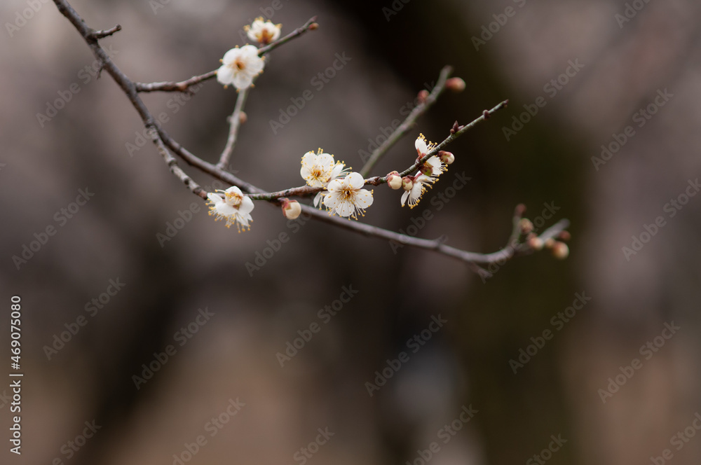 春の知らせ 春の知らせ