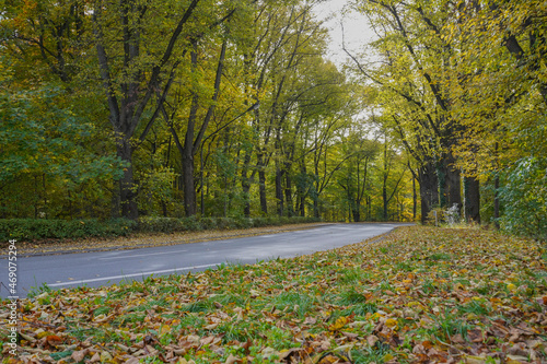 Street in fall with trees, colorful leaves and sunlight