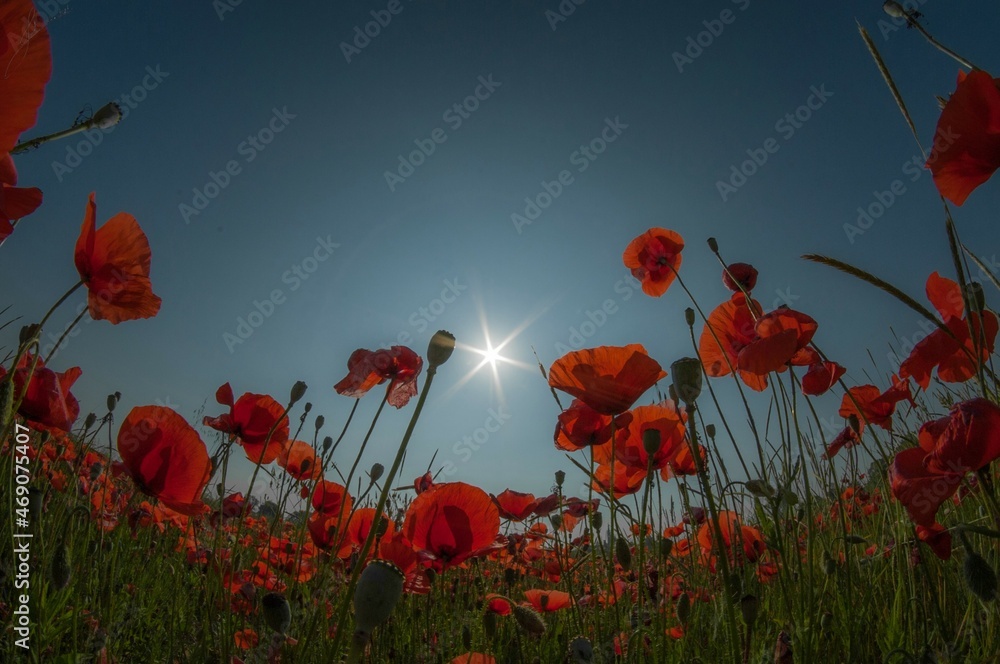 Obraz premium POPPIES AND SUN