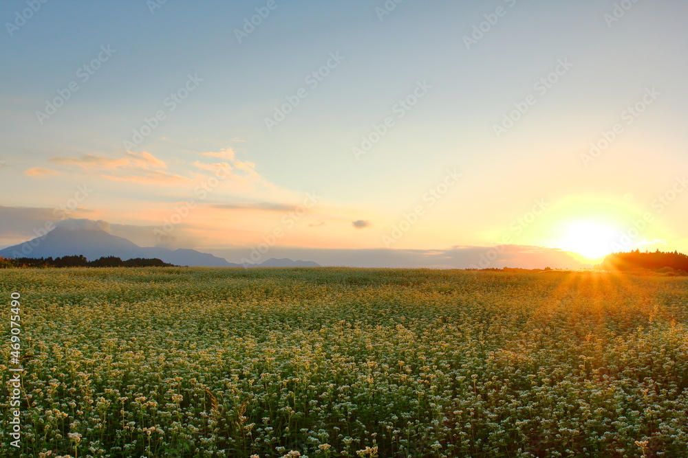 夕陽とそば畑